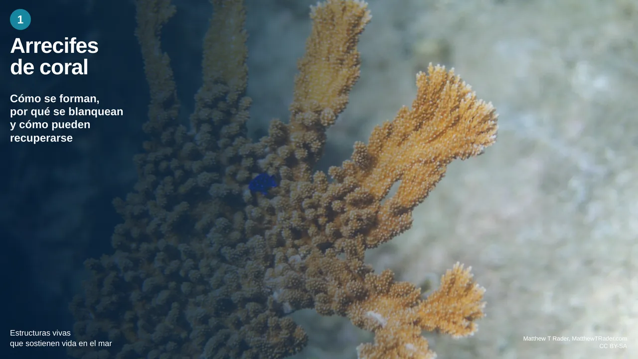 Arrecifes de coral: diapositiva 1 de 8